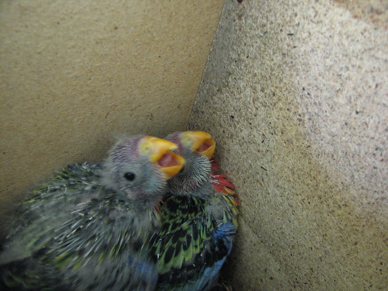 EASTERN ROSELLA BABIES